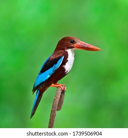 Beautiful bird White-throated Kingfisher perched on branch with blur green background, Halcyon smyrnensis