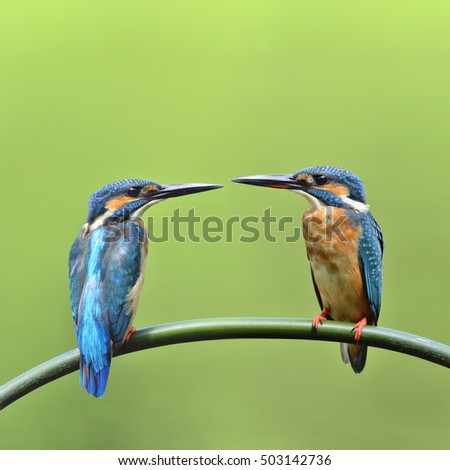 Kingfisher couple on a branch