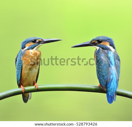 Similar – Kingfisher couple on a branch