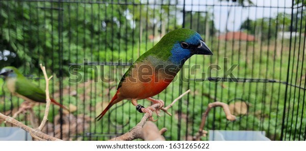beautiful birds, exotic birds, pintailed parrotfinch\
or erythrura prasina,\
\

