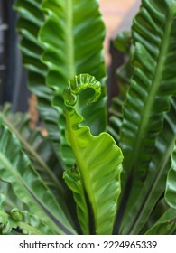 Beautiful Birds Nest Fern Planted In The Yard