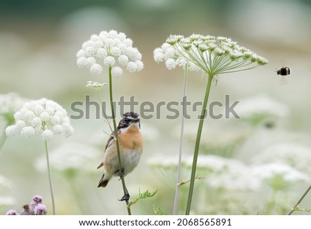 Beautiful birds on the background of forest, field, panorama. All seasons: summer, autumn, spring, winter; tree textures, bright photos taken in the morning, evening, sunny and cloudy day. 
