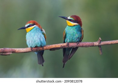 Beautiful Birds Of Paradise Sit On A Branch ,wildlife
