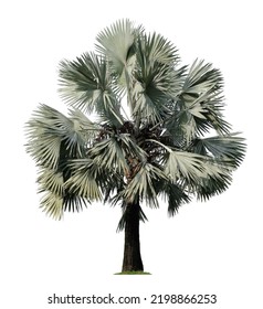 Beautiful Bismarck Palm Tree Isolated On White Background. 