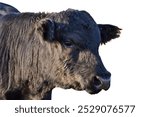 beautiful black aberdeen angus bull without background