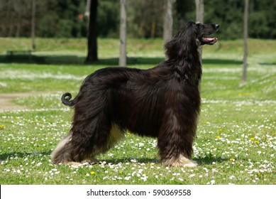 Beautiful Black Afghan Hound Dog In The Meadow.