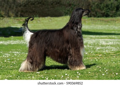 Beautiful Black Afghan Hound Dog In The Meadow.