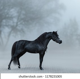 Beautiful Black American Miniature Horse Standing In Autumn Park In Sunrise Fog.