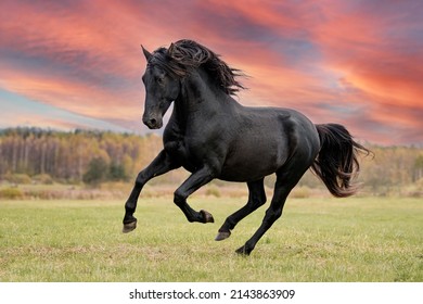 Beautiful black andalusian breed stallion running in the filed. Black PRE stallion.