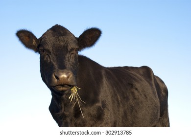 Beautiful Black Angus Cow Posing