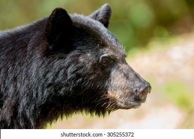 Beautiful Black Bear Profile; Attentive; Alert