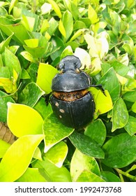 Beautiful Black Beetle On Yal