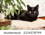 Beautiful Black bombay cat portrait with yellow eyes lie and relax on pillow at home