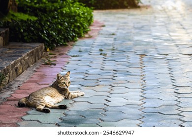 Beautiful black and brown striped cat  lying in garden on pavement. Tabby ginger cat resting on tiles floor in garden. Striped cat lies relaxed in green park. Homeless animals. Stray cat in nature - Powered by Shutterstock