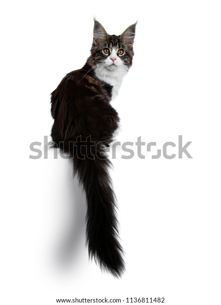 Beautiful Black Brown Tabby White Maine Stock Photo Edit Now