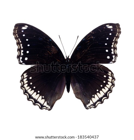 Beautiful Black Butterfly isolated on white background