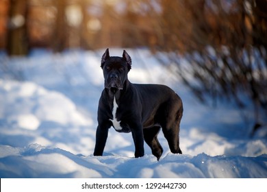 Beautiful black Cane Corso dog on the background of winter nature.