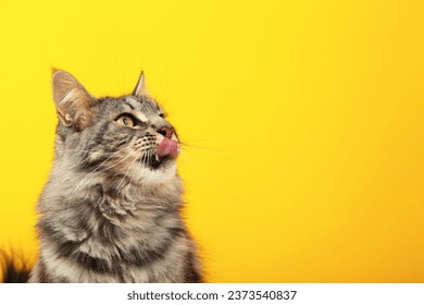 A beautiful black cat is licking his lips appetitively. A grey cat on a yellow background. Advertising of cat food, balanced cat food, pet care. Top view - Powered by Shutterstock