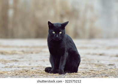 Beautiful Black Cat On The Street