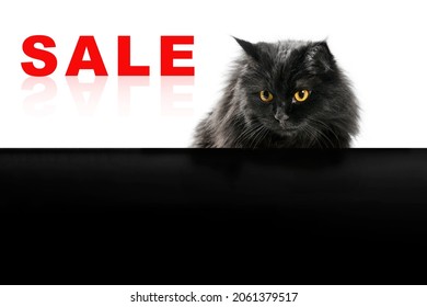 Beautiful black cat on white and black isolated background with place for text.