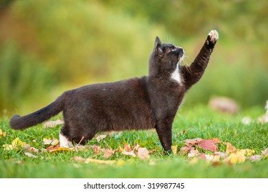 Beautiful Black Cat Playing Outdoors In Autumn