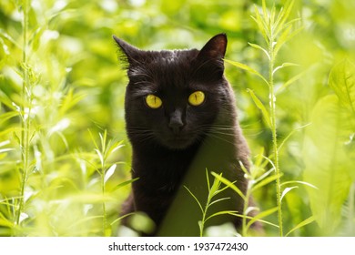 Beautiful Black Cat Portrait With Yellow Eyes In Spring Garden In Green Grass In Sunlight Close Up