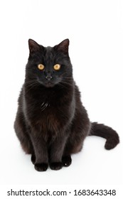 Beautiful Black Cat Poses On A White Background