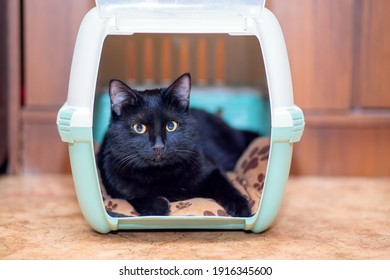 A Beautiful Black Cat Is Sitting In Its Carry Bag. The Cat Is Preparing To Move Or Travel. Cat Basket