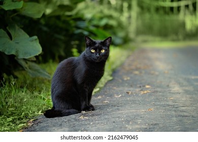 beautiful black cat sitting on road in garden, abstract natural background. summer season. cute domestic Cat relax on walking and carefully look to camera. happy pet outdoor. template for design.