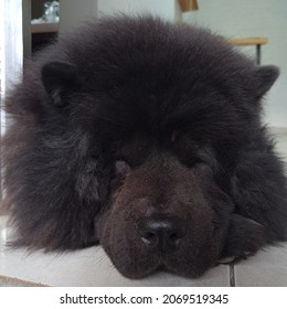 Beautiful And Black Chow Chow