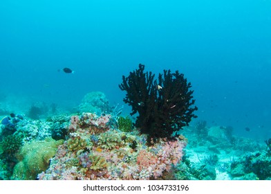 Beautiful Black Coral, Maldives.