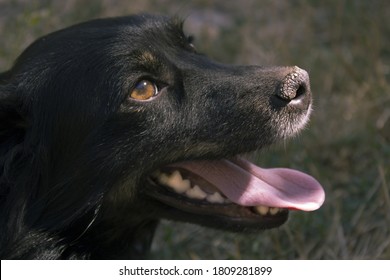 A Beautiful Black Dog Have Dry Mud On His Nose. The Dog's Head In The First Plan And The Tongue Is Out Of His Mouth. Summer, Hot Days.