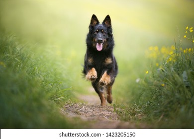 Beautiful Black Dog Jumping On The Green-yellow Meadow. Dog In Action. Happy Dog. Impressive Dog Picture. Bohemian Shepherd.