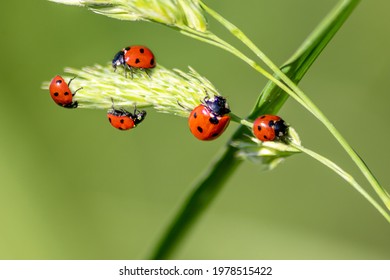 Beautiful black dotted red ladybugs climbing plant with blurred background and much copy space searching for plant louses to kill them as beneficial organism and useful animal in gardens pest control - Shutterstock ID 1978515422