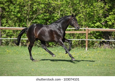 Beautiful Black Dutch Warmblood