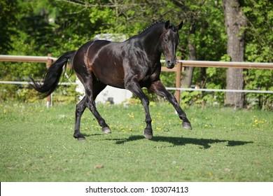 Beautiful Black Dutch Warmblood