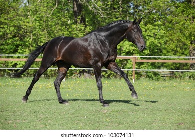 Beautiful Black Dutch Warmblood