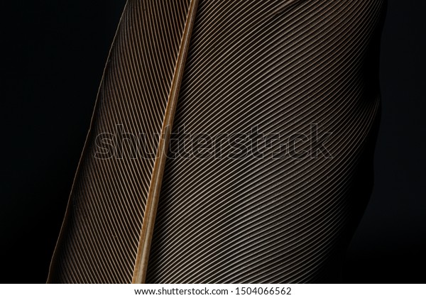 Beautiful black feather pattern texture\
background,Black macro feather,Feather, Animal, Bird, Bristle -\
Animal Part, Flying,