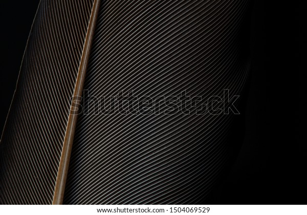 Beautiful black feather pattern texture\
background,Black macro feather,Feather, Animal, Bird, Bristle -\
Animal Part, Flying,