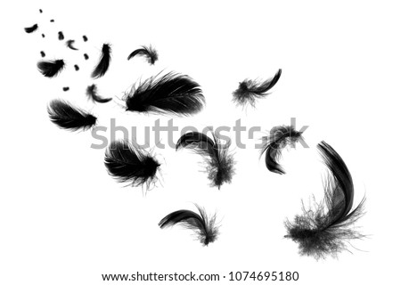 Beautiful black feathers floating in air isolated on  white background 
