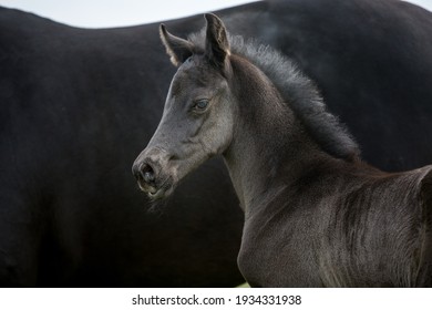 Beautiful Black Filly With Mare Outside In Spring Newborn Horse Baby Animal 