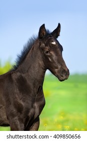 Beautiful Black Foal On Farm