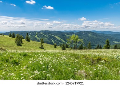 Beautiful Black Forest