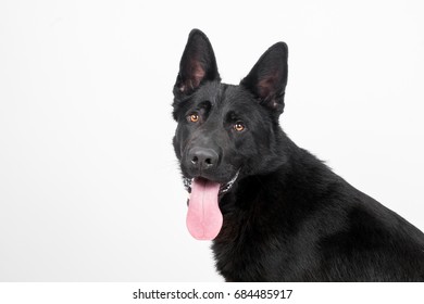 Beautiful Black German Shepherd Dog Studio Stock Photo 684485917 ...