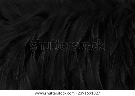 Beautiful black grey bird feathers pattern texture background.