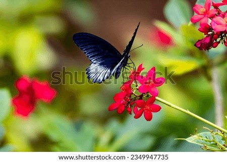 beautiful black grey and blue butterfly on red flower in sunlight with out of focus green and red background