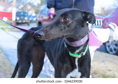 Black Greyhound Stock Images, Royalty-Free Images & Vectors | Shutterstock