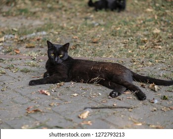 Beautiful black homeless cat lies in the park. Pet foreshadows trouble. Predatorfies in nature. - Shutterstock ID 1272793213