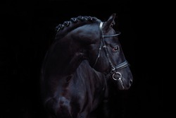 A Beautiful Black Horse 