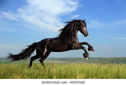 beautiful black horse playing on the field
